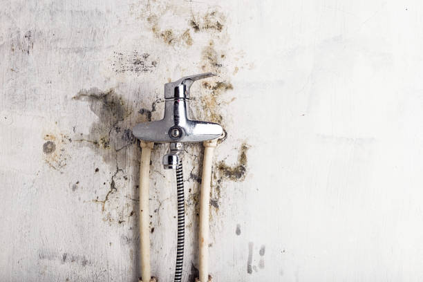 Trusted Ahwahnee, CA Mold Removal Experts