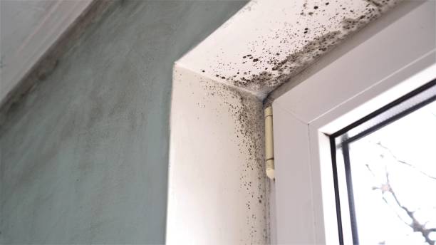Best Mold Testing  in Ahwahnee, CA