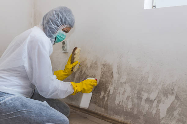 Best Mold Removal Company Near Me  in Ahwahnee, CA