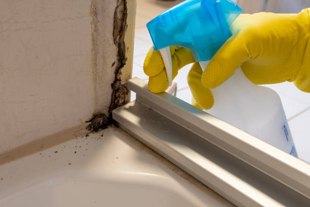 Best Same-Day Mold Removal  in Ahwahnee, CA