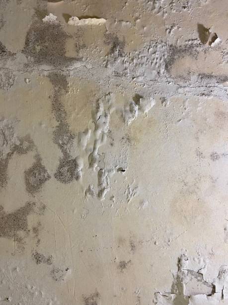 Professional Mold Removal in Ahwahnee, CA