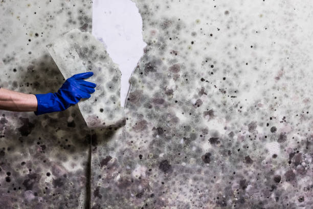 Best Local Mold Removal Service  in Ahwahnee, CA