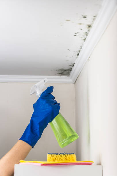 Certified Mold Removal in Ahwahnee, CA